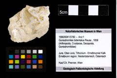 Foto (Objekt + Etiketten) von Goniodromites bidentatus (Reuss, 1858) 
